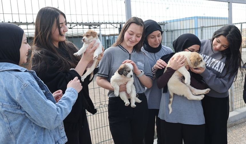 'Hayvan kasabası'nda bu yıl 150 köpek sahiplendirildi!