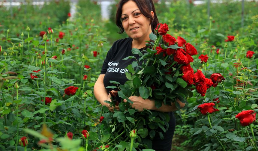 Gül serada 5, çiçekçide 50-100 lira