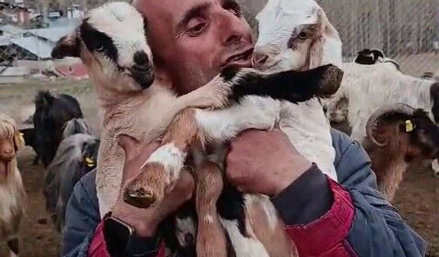Fenomen çobanın oğlak sevgisi yürekleri ısıttı