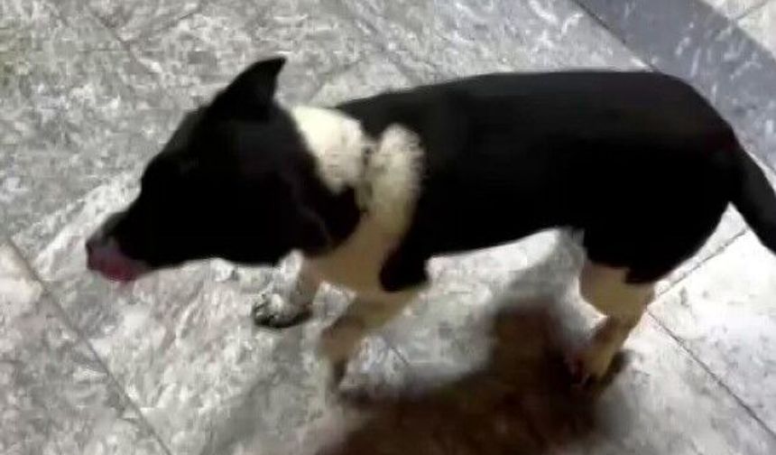 At çiftliğinde yetişen bu köpek, kendini at sanıyor
