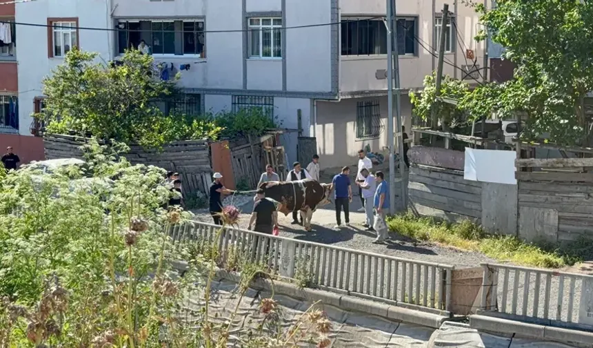 Ekipler işbaşında: Sokakta kurban kesimine ceza yağıyor