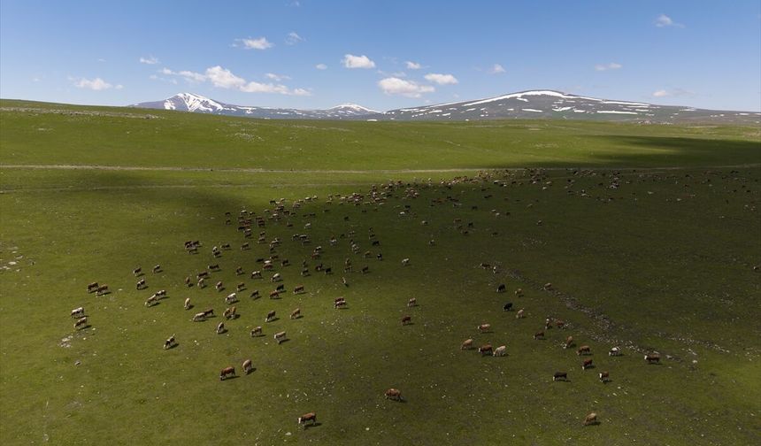 Kars’ta kartpostallık bahar manzaraları