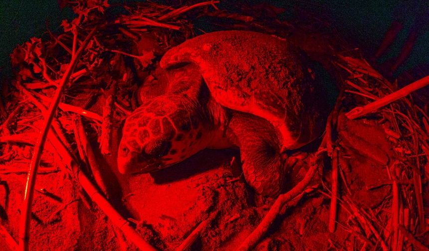 Belek Sahili'nde doğanın mucizesi: Caretta caretta yumurta bıraktı