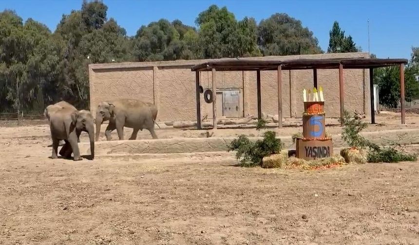 İzmir Doğal Yaşam Parkı'nın minik fili "Ege" 5 yaşında