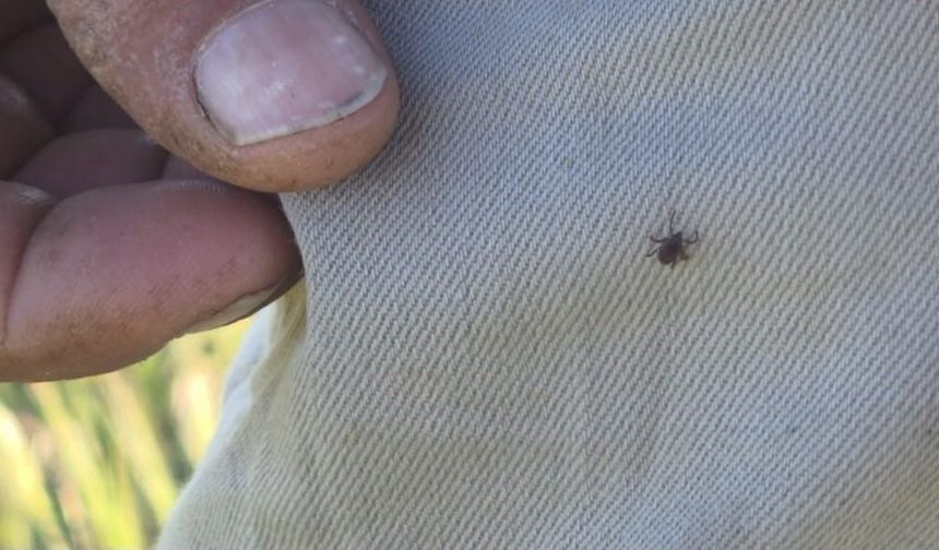 Keneye karşı uyarırken, üzerinde kene gezdi!