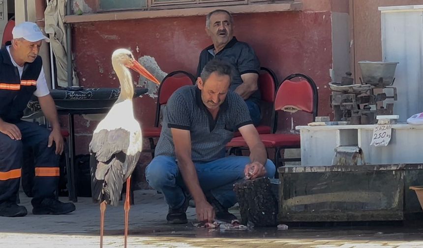 Balıkçı Ahmet ile leyleğin 10 yıllık kahvehane randevusu
