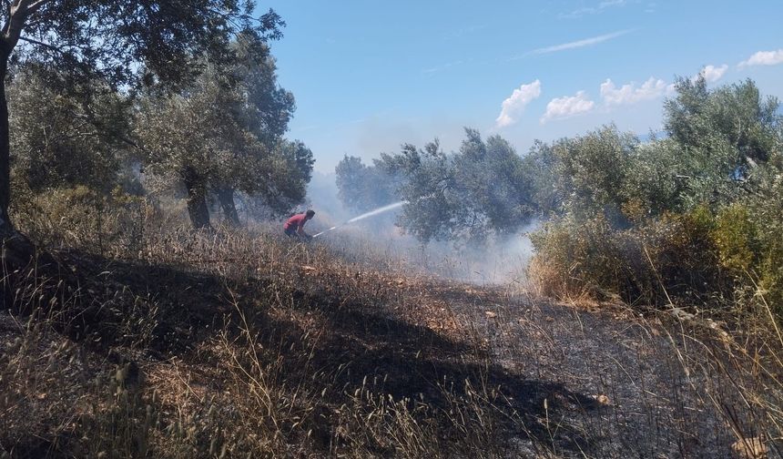 Burhaniye'de yangın: Havadan ve karadan müdahale sürüyor!