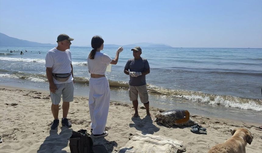 Ege kıyılarında alarm: 3 caretta caretta sahile vurdu