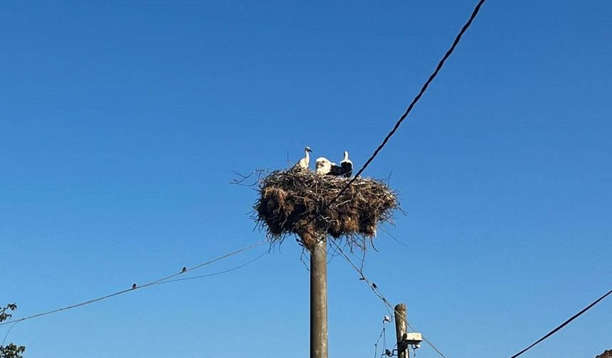 Elektrik direğindeki yuvadan kurtarıldılar