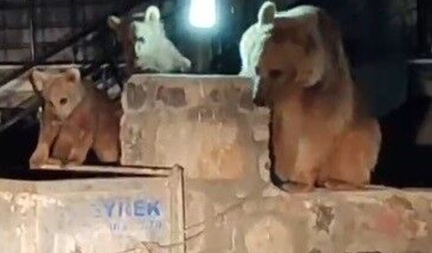 Kars'ta vatandaş ayılara türkü söyledi!