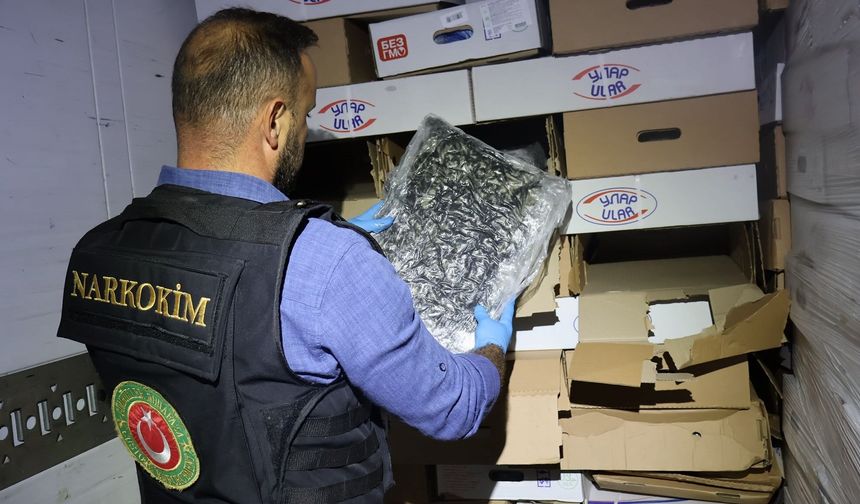 Tavuk kolilerinden 526 kilo esrar çıktı!