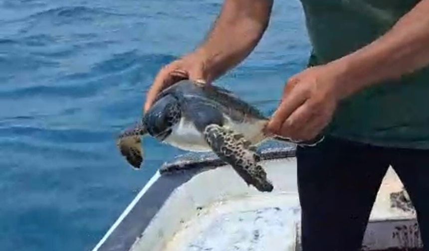 Çuvala dolanan caretta carettayı balıkçı kurtardı