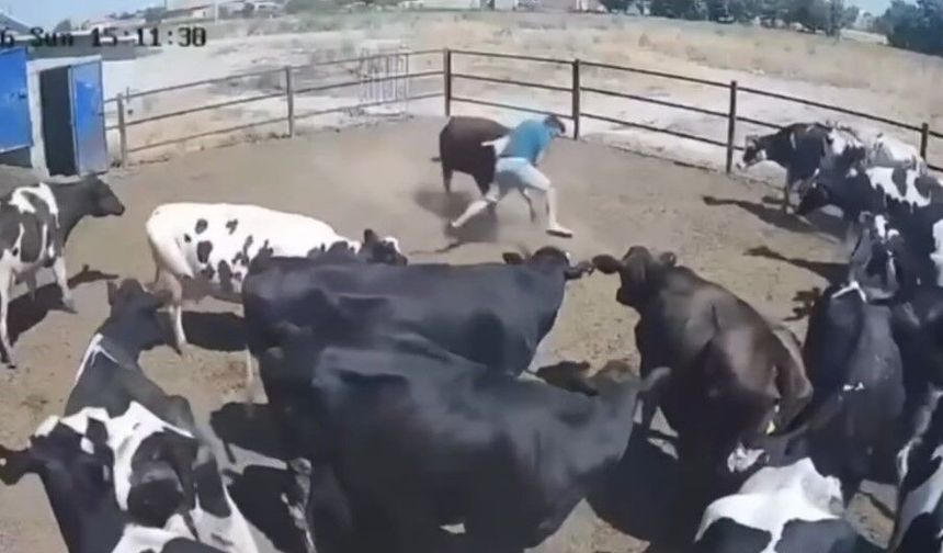 Boğa saldırdı, ölümden döndü!