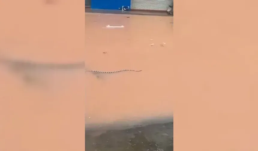 Sel felaketinde yaklaşık 900 yılan firar etti!