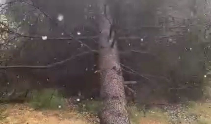Tokat'ta fırtınada ağaçlar devrildi