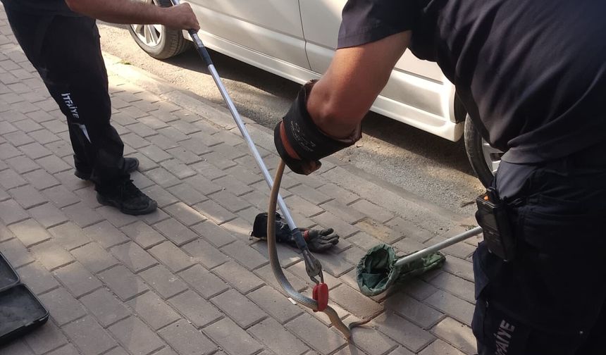 Bursa'da araç motorunda yılan paniği