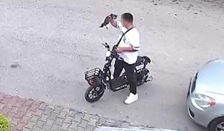Yavru kediyi önce öpüp sonra boğmuştu: Gözaltına alındı