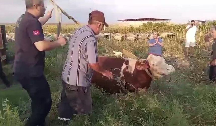 Kuyuya düşen ineğin kurtarılması sahibini gözyaşlarına boğdu