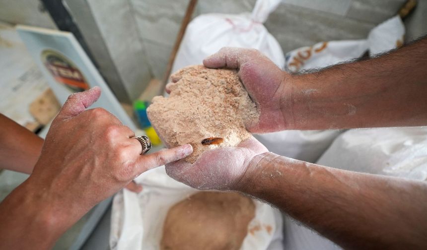 Böceklenmiş, küflenmiş, bozulmuş: 30 ton un imha edildi