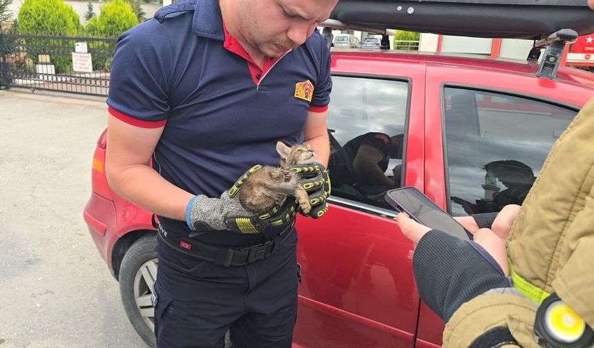 Motora giren yavru kedi için ilginç kurtarma yöntemi