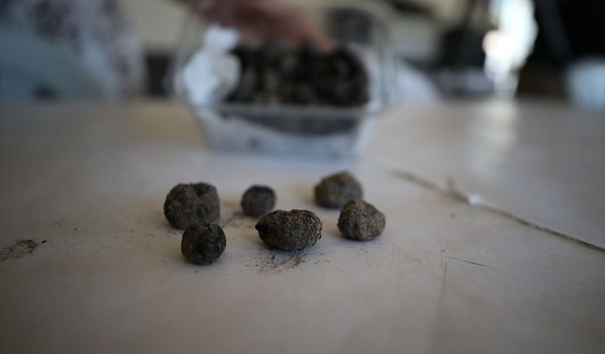 Havran’da 8 bin yıllık ‘siyah incir’ keşfi