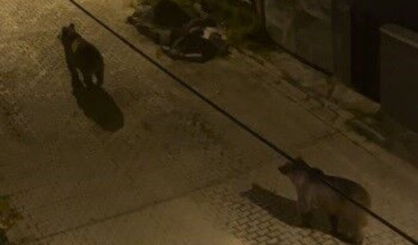 Kars’ta boz ayılar mahalle aralarında cirit attı