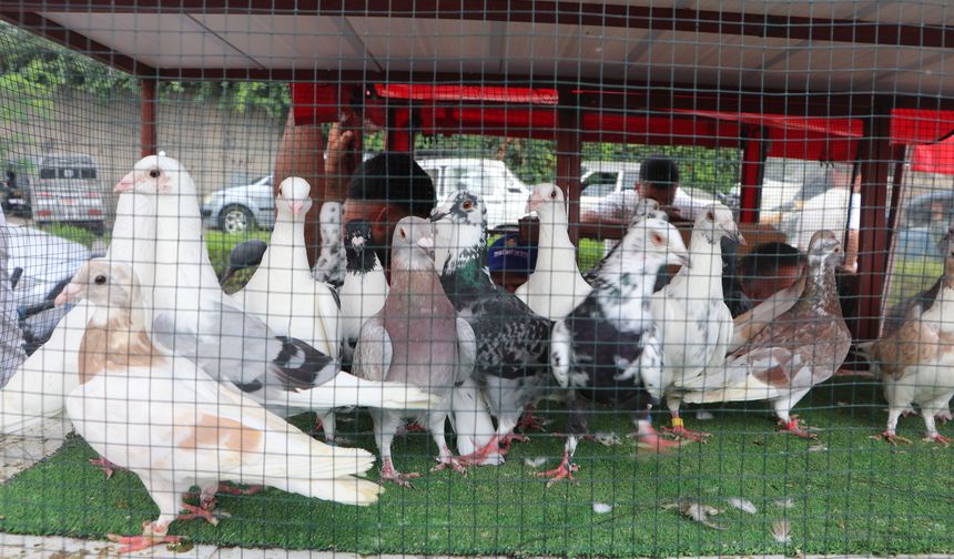 Kuş meraklıları kuş pazarında buluşuyor
