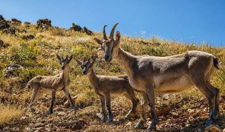 Tunceli’deki dağ keçisi kararı Erzincan’da da beklenti oluşturdu