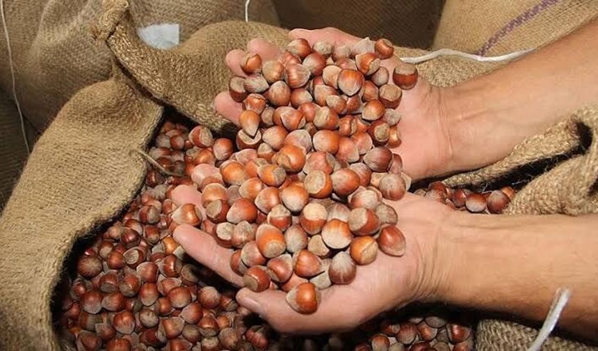 Ticaret Bakanlığı, fındık piyasasını yakın takibe aldı!
