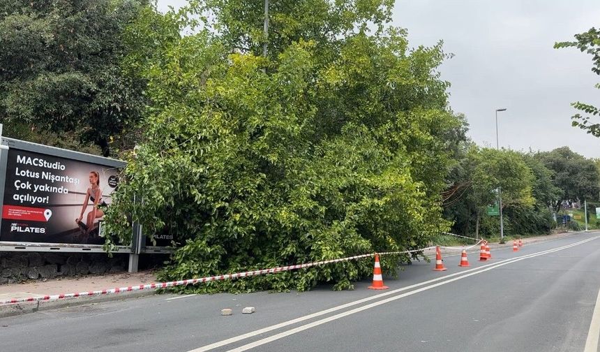 İstanbul’da yağış sonrası ağaçlar devrildi, rögarlar taştı