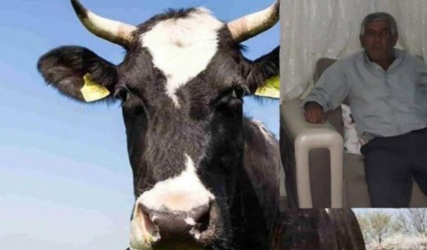 Konya'da ineğin saldırısına uğrayan kişi öldü