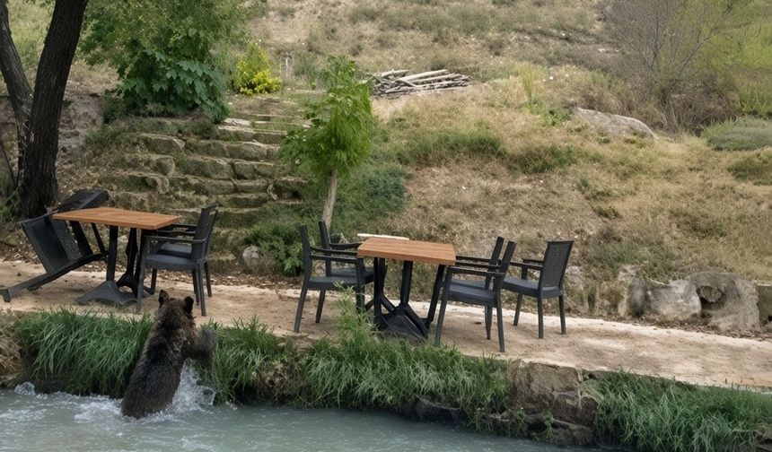 İnsanları görünce suya atladı! Yavru ayının kaçışı kamerada
