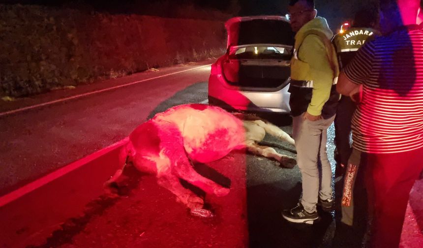 Bartın'da otomobil büyükbaş hayvana çarptı