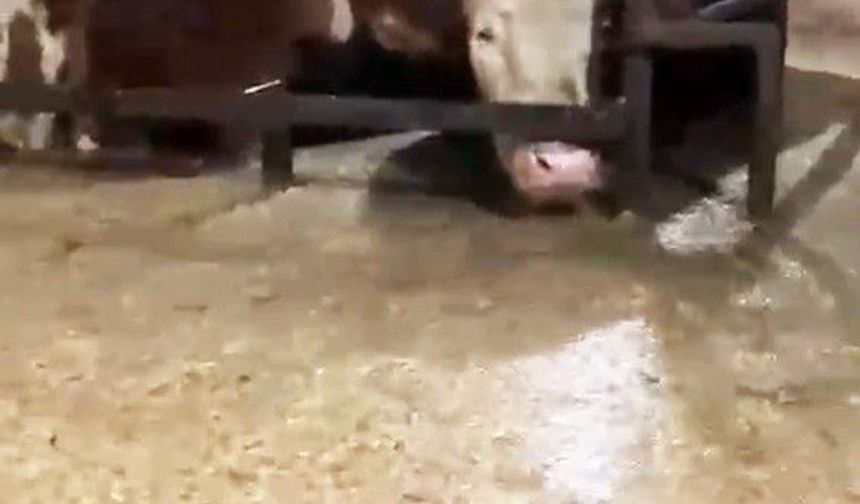 Sular altında kalan ahırdaki hayvanların bekleyişi kamerada