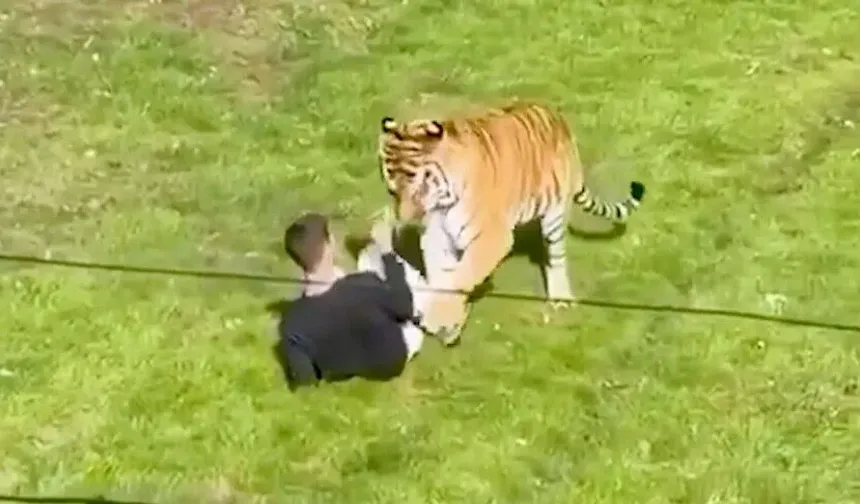 Bengal kaplanının olduğu bölüme girmek, hayatının sonu oldu!