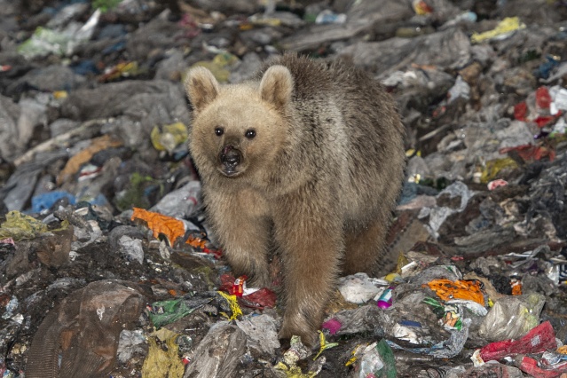 Kars'ta bozayıların çöplükte yiyecek arayışı