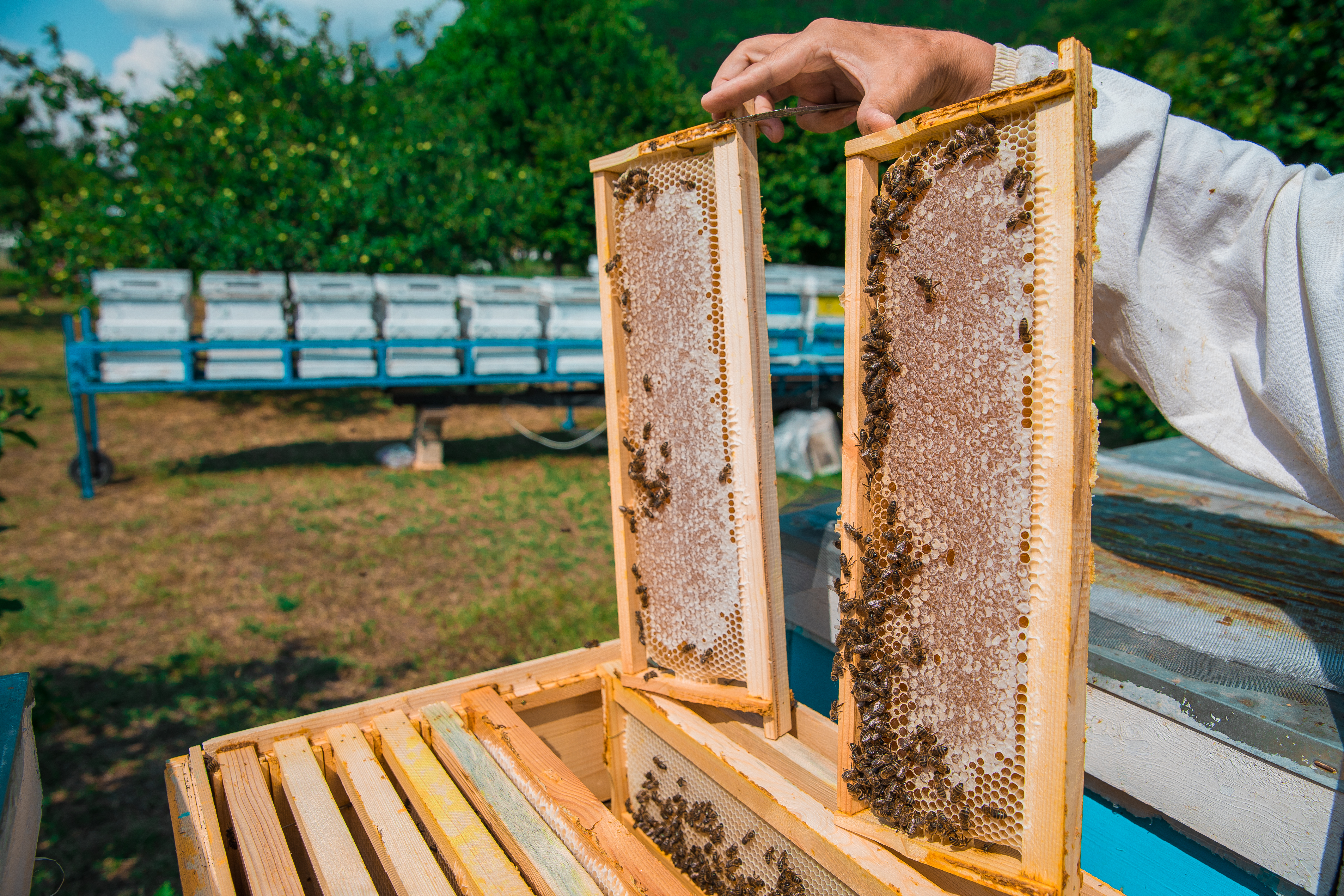 beekeeper-holding-bee-hives-with-honey-high-quality-photo
