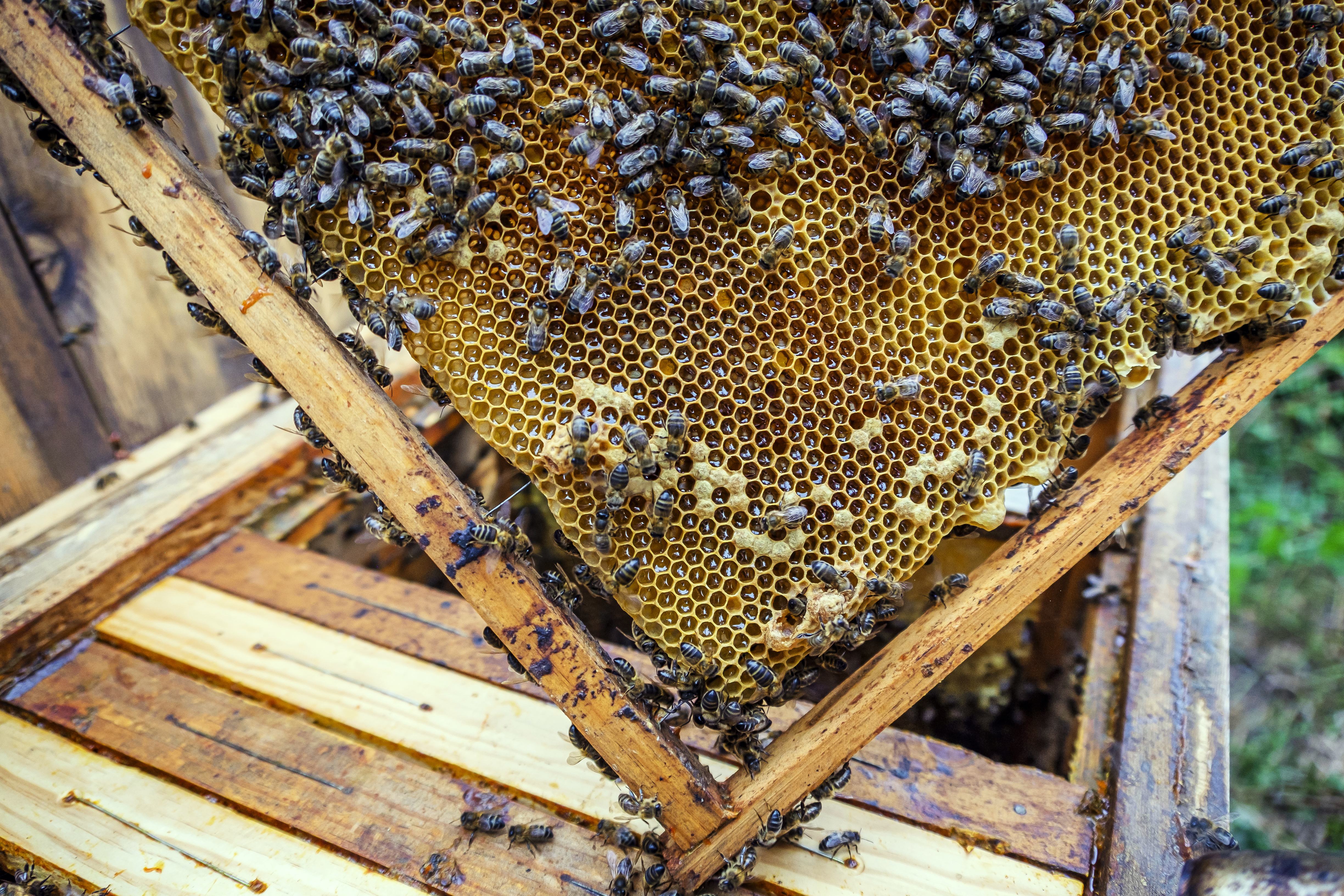closeup-shot-many-bees-honeycombs-frame-making-honey