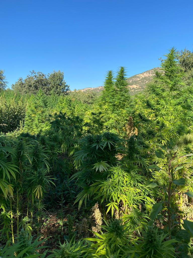 AA-20220909-28849692-28849688-EREN_ABLUKA34_NARKO_TEROR_OPERASYONLARINDA_UYUSTURUCU_ELE_GECIRILDI