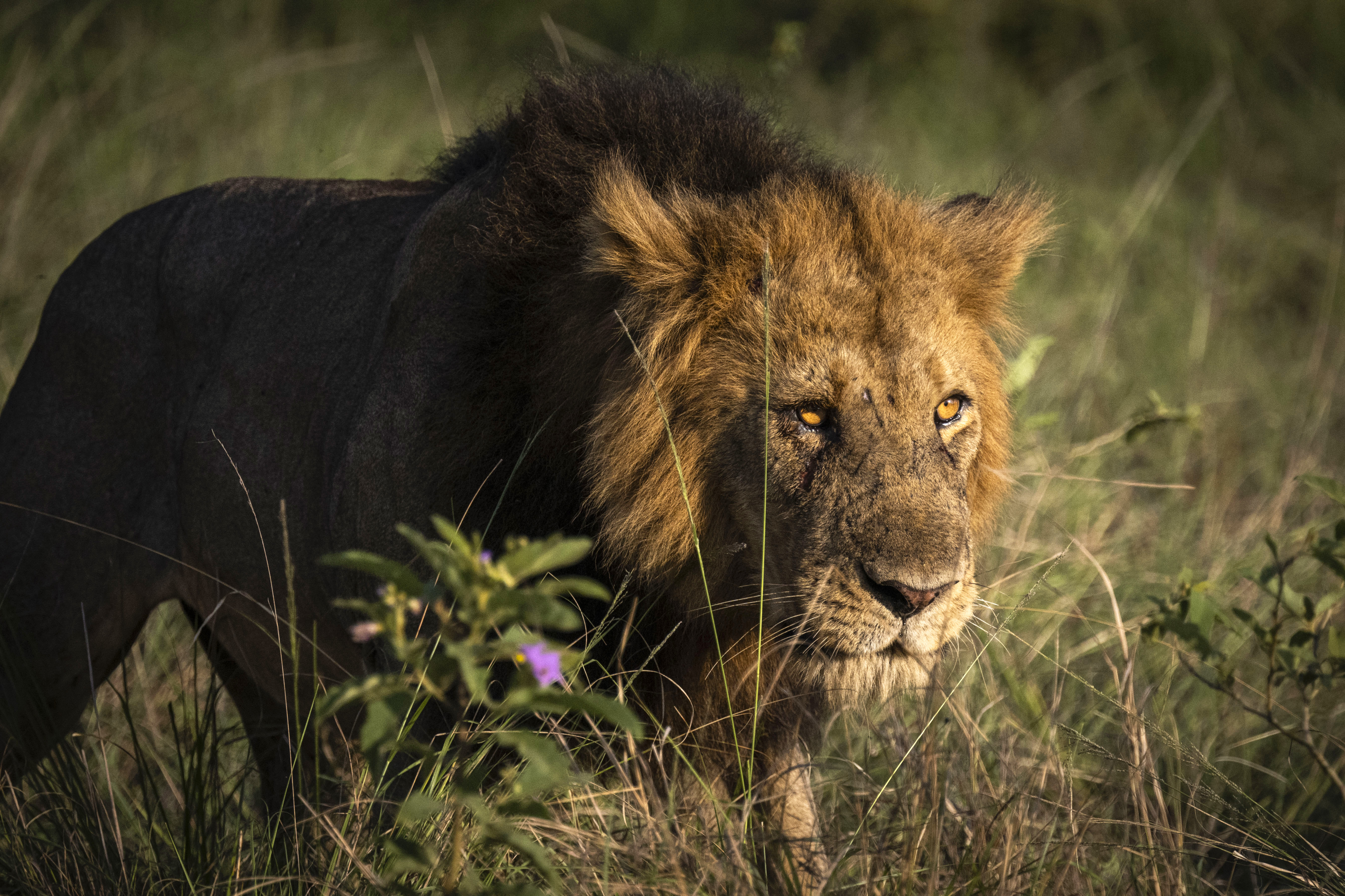 Uganda'daki park vahşi yaşamı keşfetmek isteyenlerin uğrak noktası!