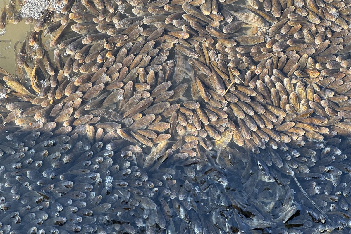 Elazığ'da mahsur kalan binlerce balık kurtarıldı!