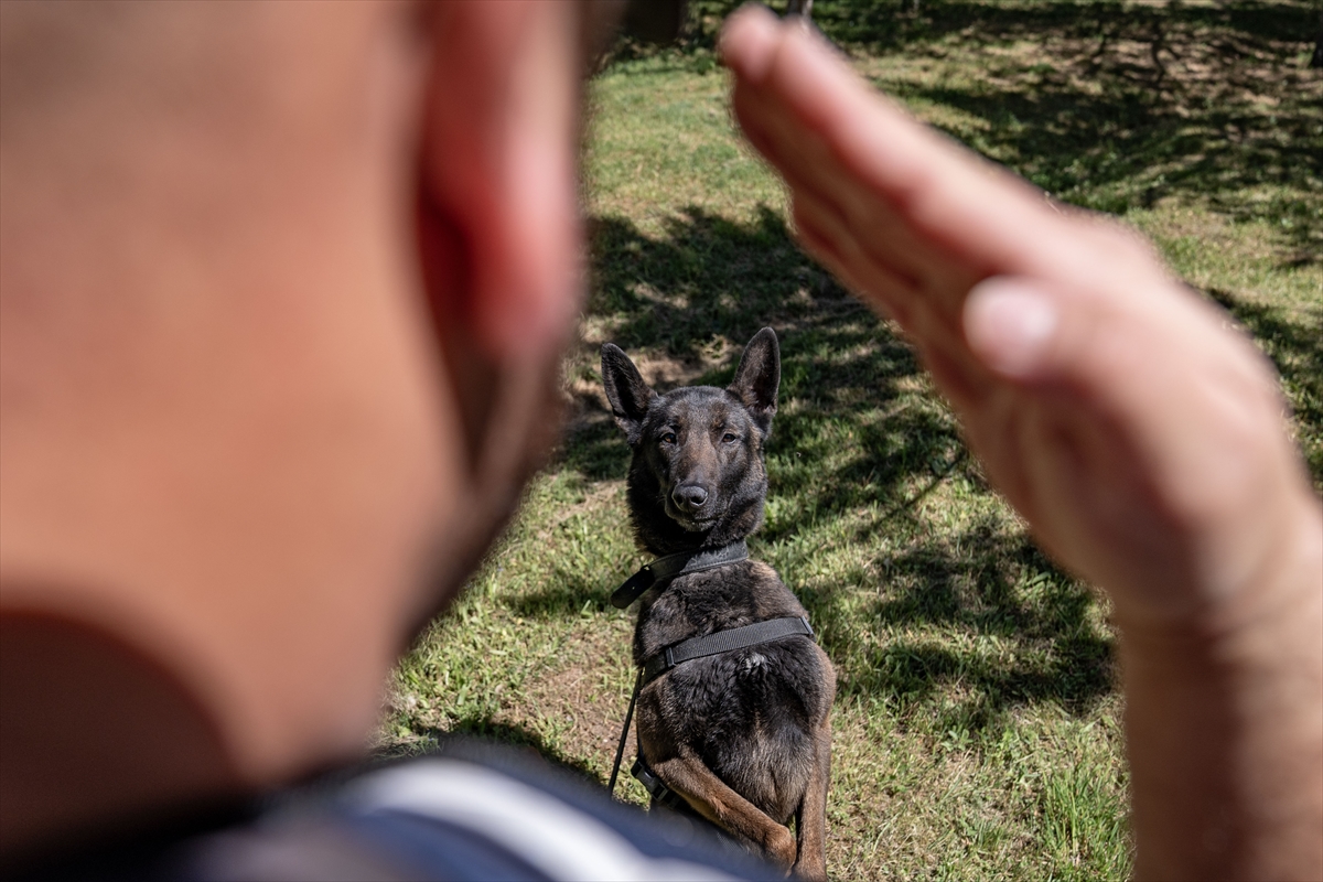 Jandarmanın narkotik köpekleri her an göreve hazır!