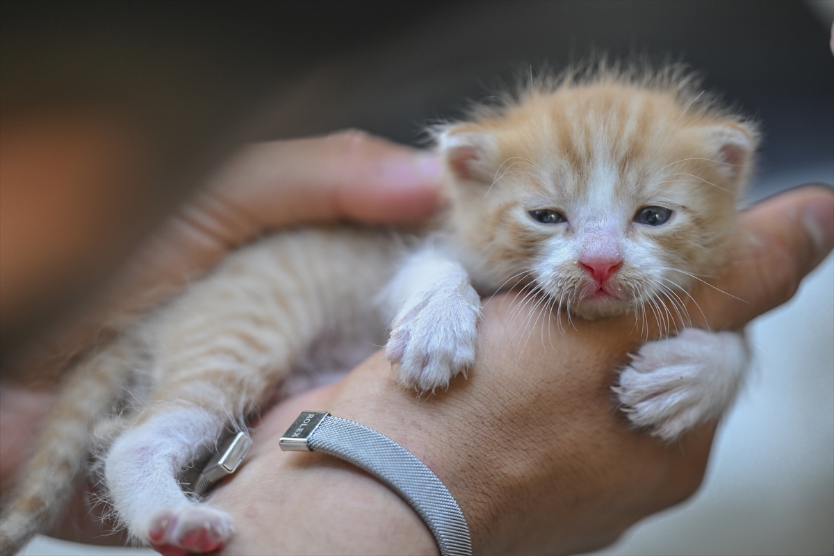 Otomobilin motor kısmına sıkışan kedi yavruları kurtarıldı