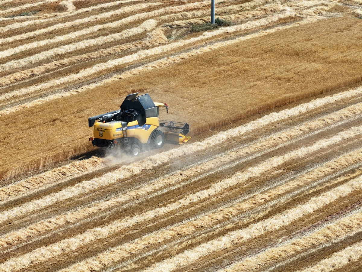 A A 20250723 38636703 38636697 K O N Y A O V A S I N D A B U G D A Y D A Y U Z D E 15 A R P A D A Y U Z D E 30 R E K O L T E K A Y B I B E K L E N I Y O R