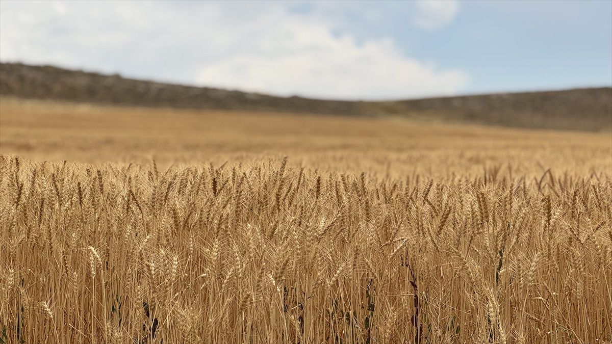 A A 20250723 38636703 38636699 K O N Y A O V A S I N D A B U G D A Y D A Y U Z D E 15 A R P A D A Y U Z D E 30 R E K O L T E K A Y B I B E K L E N I Y O R