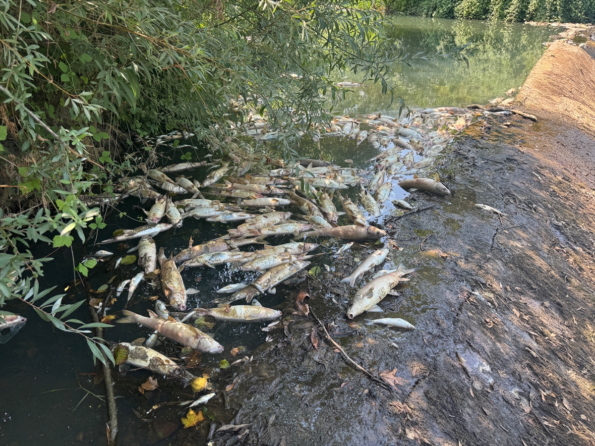 A A 20250731 38713349 38713342 B A R T I N D A T O P L U B A L I K O L U M L E R I N E I L I S K I N I N C E L E M E B A S L A T I L D I