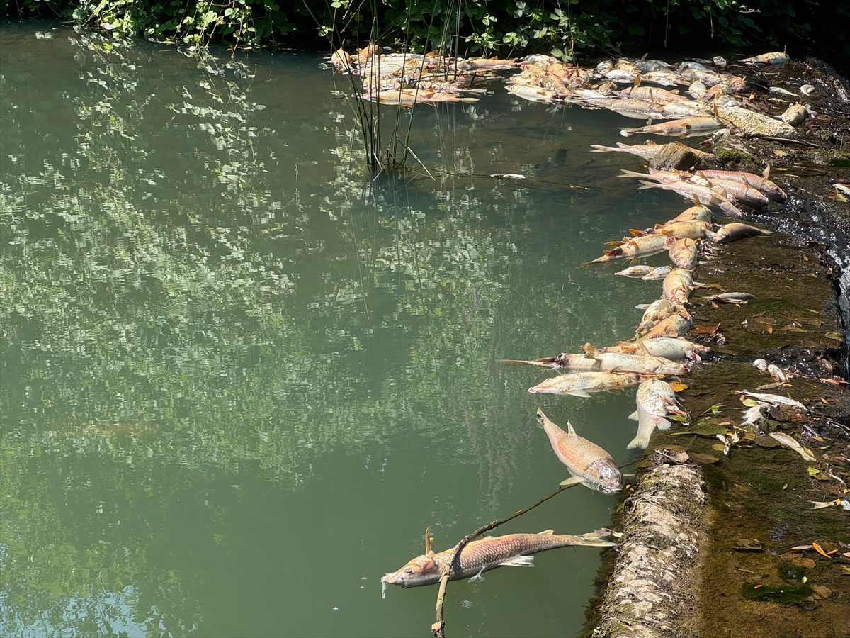 A A 20250731 38713349 38713343 B A R T I N D A T O P L U B A L I K O L U M L E R I N E I L I S K I N I N C E L E M E B A S L A T I L D I