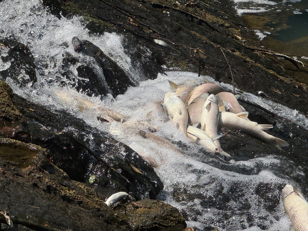 A A 20250731 38713349 38713344 B A R T I N D A T O P L U B A L I K O L U M L E R I N E I L I S K I N I N C E L E M E B A S L A T I L D I