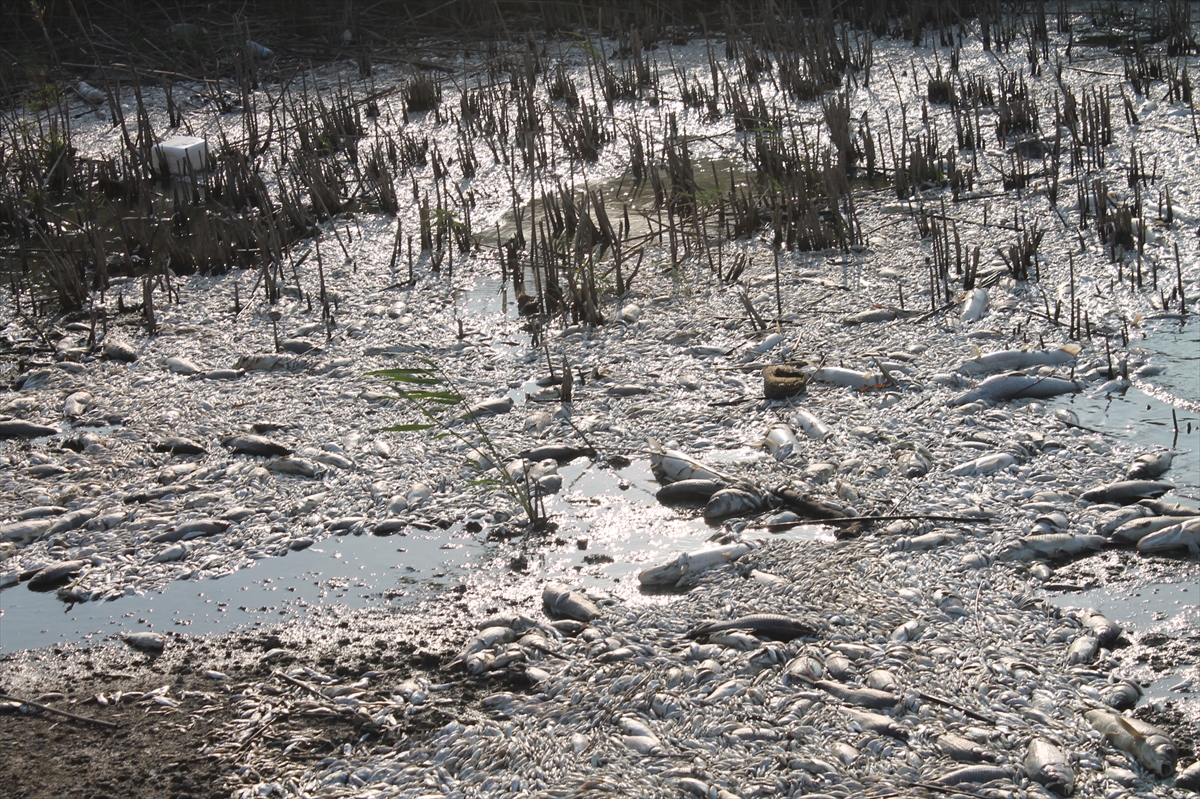 A A 20250809 38783195 38783190 B A L I K E S I R I N M A N Y A S G O L U N D E K I T O P L U B A L I K O L U M L E R I Y L E I L G I L I I N C E L E M E B A S L A T I L D I