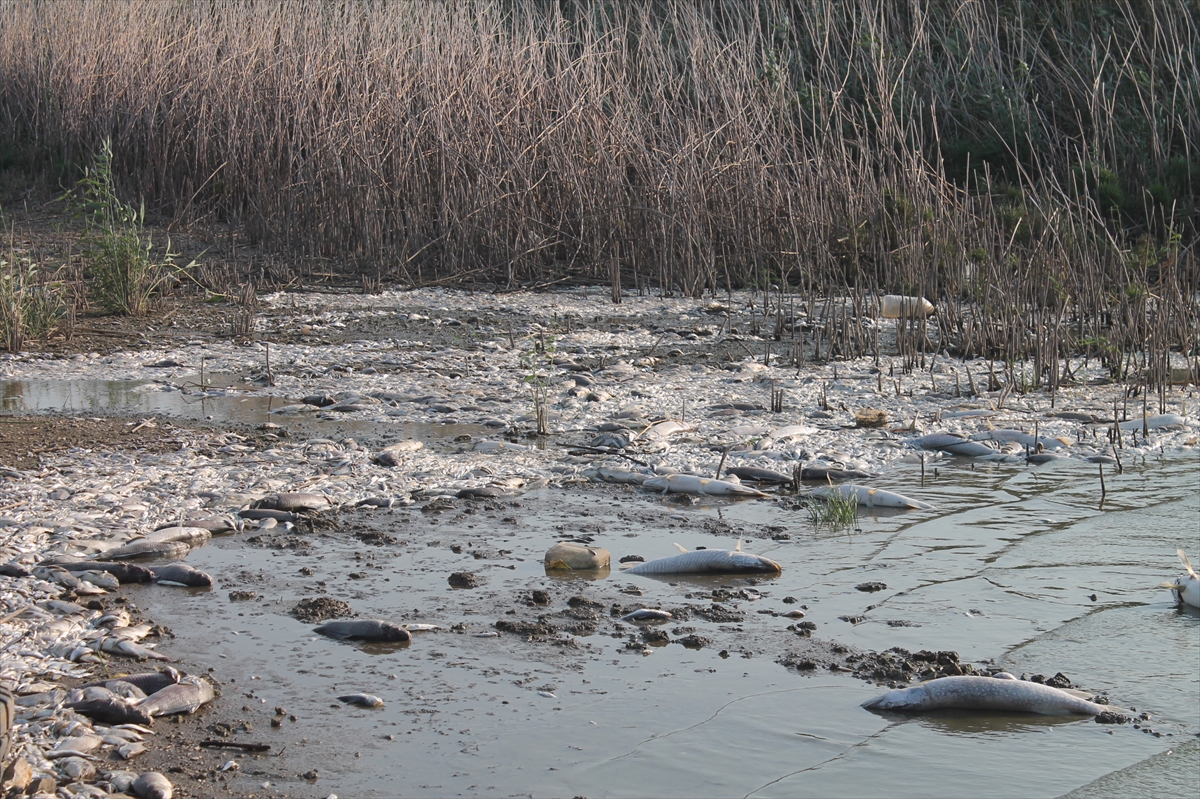 A A 20250809 38783195 38783193 B A L I K E S I R I N M A N Y A S G O L U N D E K I T O P L U B A L I K O L U M L E R I Y L E I L G I L I I N C E L E M E B A S L A T I L D I